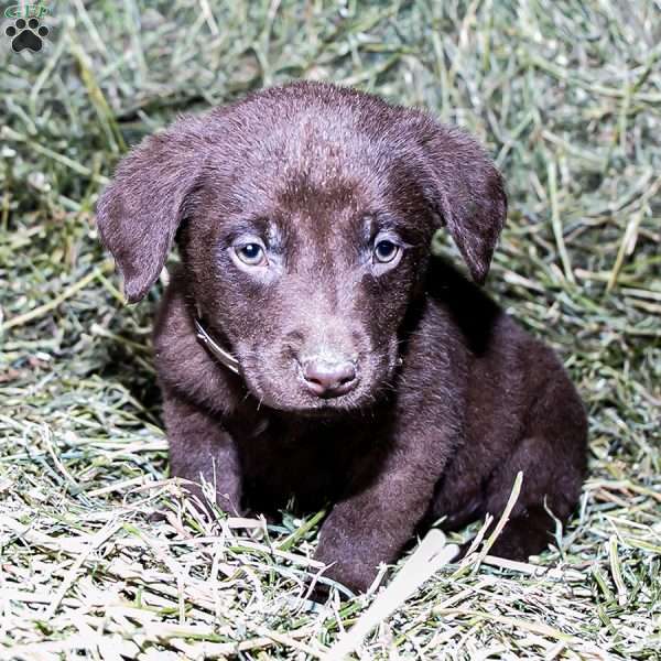 Brown, Chocolate Labrador Retriever Puppy